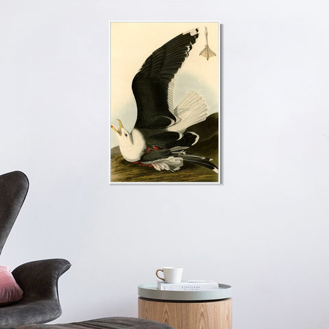 INVIN ART Framed Canvas Giclee Print Black Backed Gull by John James Audubon Wall Art Living Room Home Office Decorations