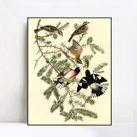 INVIN ART Framed Canvas Giclee Print Rose breasted Grosbeak by John James Audubon Wall Art Living Room Home Office Decorations
