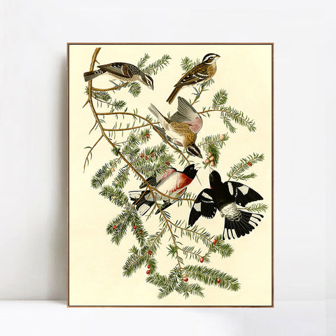 INVIN ART Framed Canvas Giclee Print Rose breasted Grosbeak by John James Audubon Wall Art Living Room Home Office Decorations