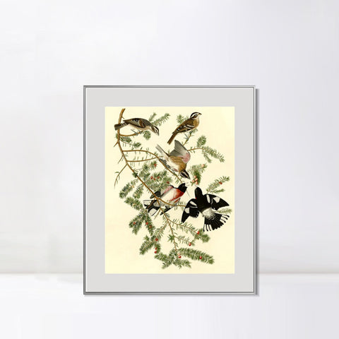 INVIN ART Metal Framed Canvas Giclee Print Rose breasted Grosbeak by John James Audubon Wall Art Living Room Home Office Decorations