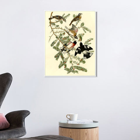 INVIN ART Framed Canvas Giclee Print Rose breasted Grosbeak by John James Audubon Wall Art Living Room Home Office Decorations