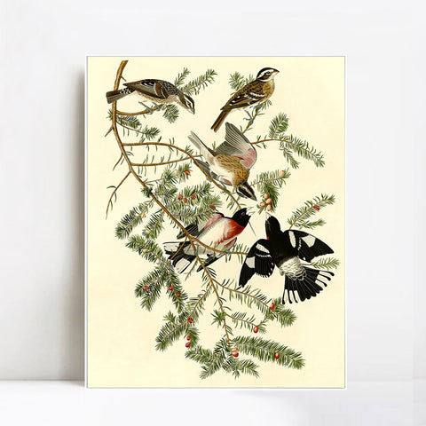INVIN ART Framed Canvas Giclee Print Rose breasted Grosbeak by John James Audubon Wall Art Living Room Home Office Decorations