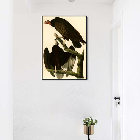 INVIN ART Framed Canvas Giclee Print Turkey Buzzard by John James Audubon Wall Art Living Room Home Office Decorations
