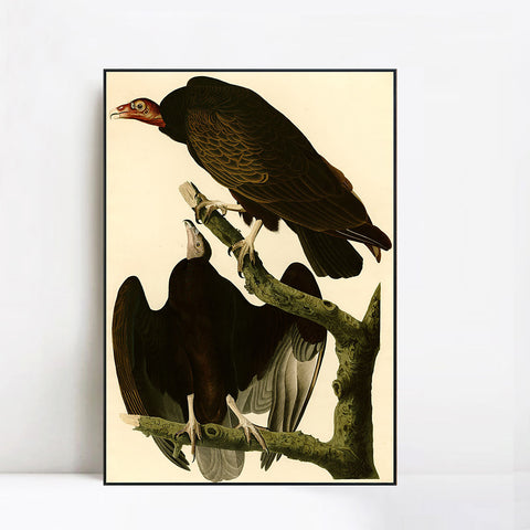 INVIN ART Framed Canvas Giclee Print Turkey Buzzard by John James Audubon Wall Art Living Room Home Office Decorations