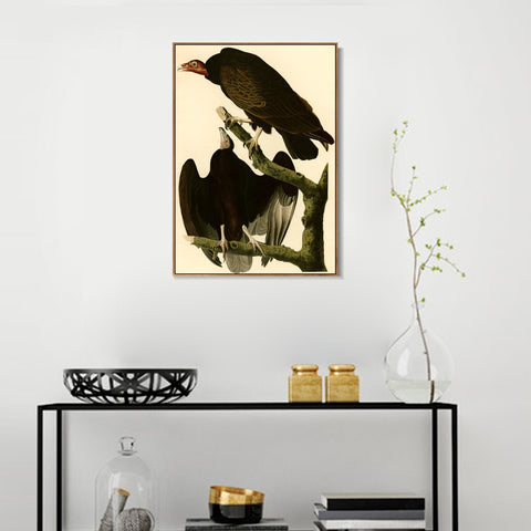 INVIN ART Framed Canvas Giclee Print Turkey Buzzard by John James Audubon Wall Art Living Room Home Office Decorations