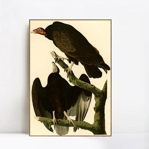 INVIN ART Framed Canvas Giclee Print Turkey Buzzard by John James Audubon Wall Art Living Room Home Office Decorations