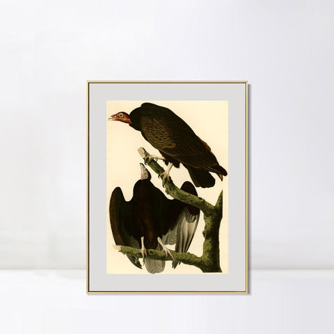 INVIN ART Metal Framed Canvas Giclee Print Turkey Buzzard by John James Audubon Wall Art Living Room Home Office Decorations