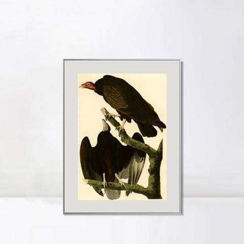 INVIN ART Metal Framed Canvas Giclee Print Turkey Buzzard by John James Audubon Wall Art Living Room Home Office Decorations