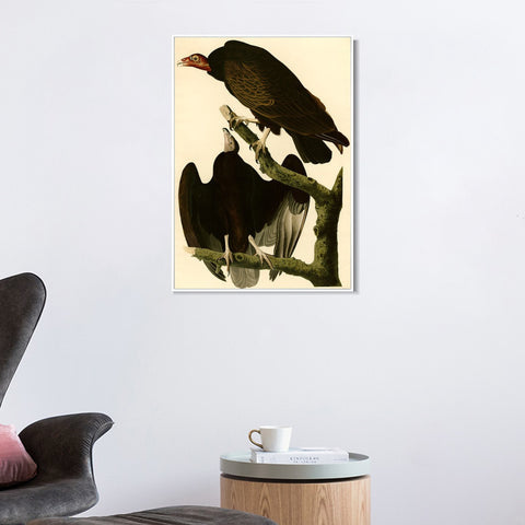 INVIN ART Framed Canvas Giclee Print Turkey Buzzard by John James Audubon Wall Art Living Room Home Office Decorations