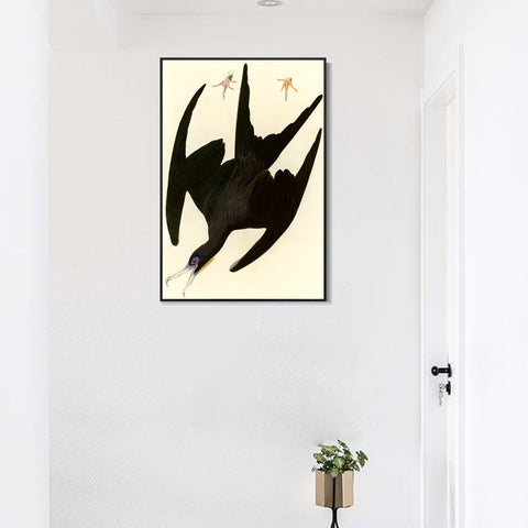 INVIN ART Framed Canvas Giclee Print Frigate Pelican by John James Audubon Wall Art Living Room Home Office Decorations