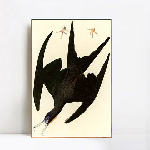 INVIN ART Framed Canvas Giclee Print Frigate Pelican by John James Audubon Wall Art Living Room Home Office Decorations