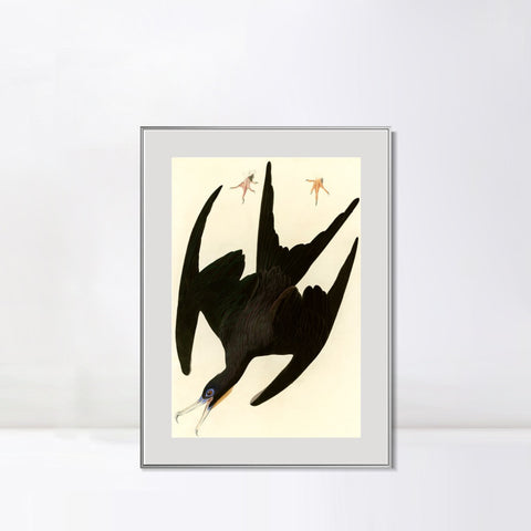 INVIN ART Metal Framed Canvas Giclee Print Frigate Pelican by John James Audubon Wall Art Living Room Home Office Decorations