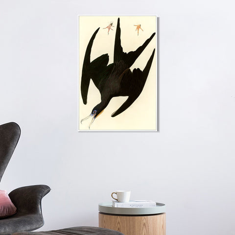 INVIN ART Framed Canvas Giclee Print Frigate Pelican by John James Audubon Wall Art Living Room Home Office Decorations