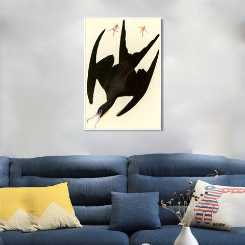 INVIN ART Framed Canvas Giclee Print Frigate Pelican by John James Audubon Wall Art Living Room Home Office Decorations