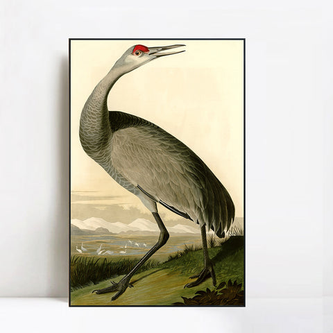 INVIN ART Framed Canvas Giclee Print Hooping Crane by John James Audubon Wall Art Living Room Home Office Decorations