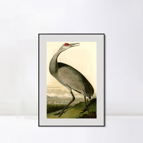 INVIN ART Metal Framed Canvas Giclee Print Hooping Crane by John James Audubon Wall Art Living Room Home Office Decorations