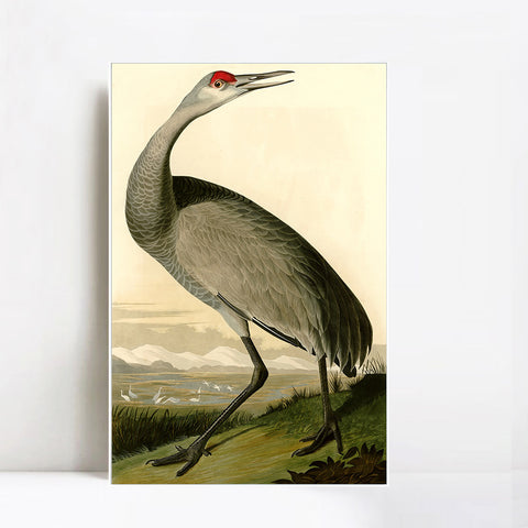 INVIN ART Framed Canvas Giclee Print Hooping Crane by John James Audubon Wall Art Living Room Home Office Decorations