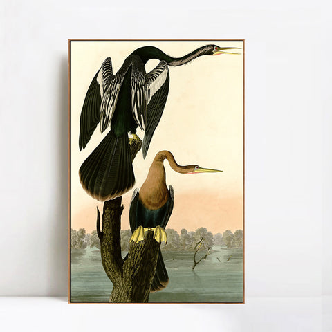 INVIN ART Framed Canvas Giclee Print Black bellied Darter by John James Audubon Wall Art Living Room Home Office Decorations