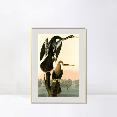 INVIN ART Metal Framed Canvas Giclee Print Black bellied Darter by John James Audubon Wall Art Living Room Home Office Decorations