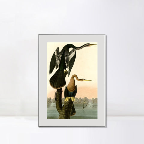 INVIN ART Metal Framed Canvas Giclee Print Black bellied Darter by John James Audubon Wall Art Living Room Home Office Decorations