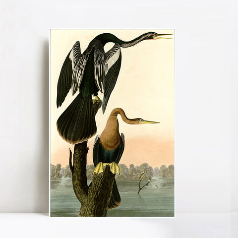 INVIN ART Framed Canvas Giclee Print Black bellied Darter by John James Audubon Wall Art Living Room Home Office Decorations