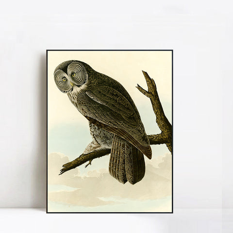 INVIN ART Framed Canvas Giclee Print Great Cinereous Owl by John James Audubon Wall Art Living Room Home Office Decorations