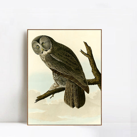 INVIN ART Framed Canvas Giclee Print Great Cinereous Owl by John James Audubon Wall Art Living Room Home Office Decorations