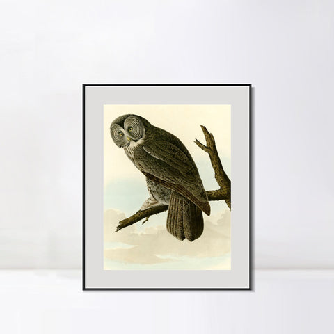 INVIN ART Metal Framed Canvas Giclee Print Great Cinereous Owl by John James Audubon Wall Art Living Room Home Office Decorations