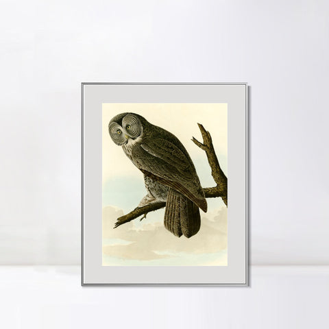 INVIN ART Metal Framed Canvas Giclee Print Great Cinereous Owl by John James Audubon Wall Art Living Room Home Office Decorations