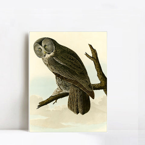 INVIN ART Framed Canvas Giclee Print Great Cinereous Owl by John James Audubon Wall Art Living Room Home Office Decorations
