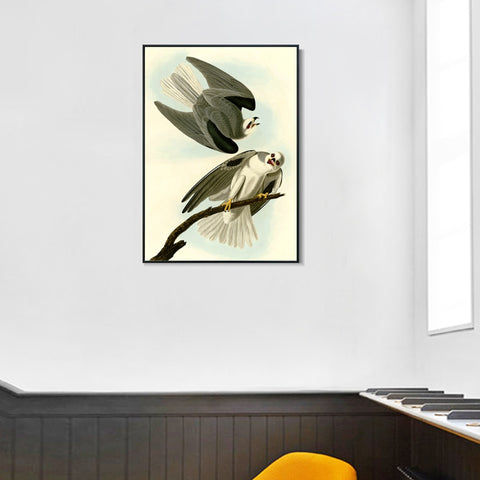 INVIN ART Framed Canvas Giclee Print Black Winged Hawk by John James Audubon Wall Art Living Room Home Office Decorations