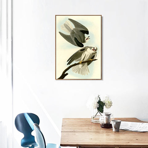 INVIN ART Framed Canvas Giclee Print Black Winged Hawk by John James Audubon Wall Art Living Room Home Office Decorations