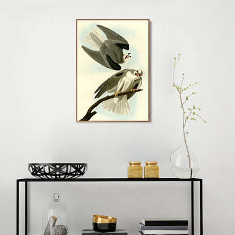 INVIN ART Framed Canvas Giclee Print Black Winged Hawk by John James Audubon Wall Art Living Room Home Office Decorations