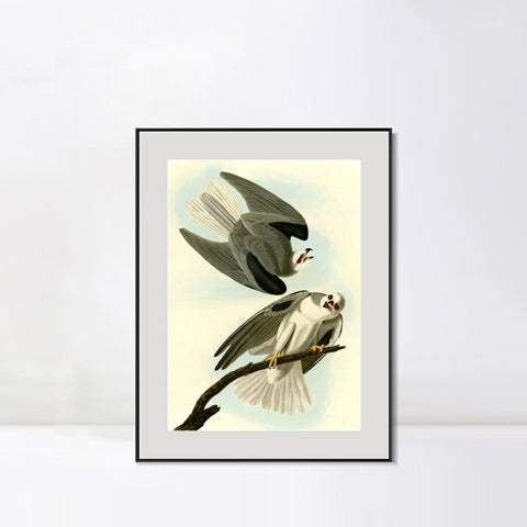 INVIN ART Metal Framed Canvas Giclee Print Black Winged Hawk by John James Audubon Wall Art Living Room Home Office Decorations