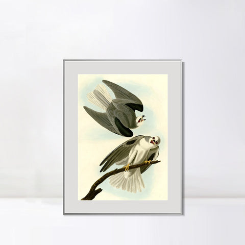 INVIN ART Metal Framed Canvas Giclee Print Black Winged Hawk by John James Audubon Wall Art Living Room Home Office Decorations