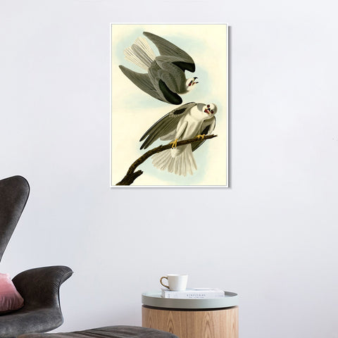 INVIN ART Framed Canvas Giclee Print Black Winged Hawk by John James Audubon Wall Art Living Room Home Office Decorations