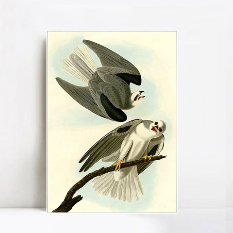 INVIN ART Framed Canvas Giclee Print Black Winged Hawk by John James Audubon Wall Art Living Room Home Office Decorations