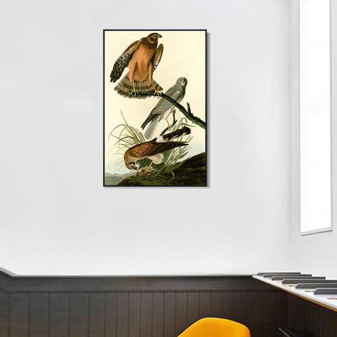 INVIN ART Framed Canvas Giclee Print Marsh Hawk by John James Audubon Wall Art Living Room Home Office Decorations