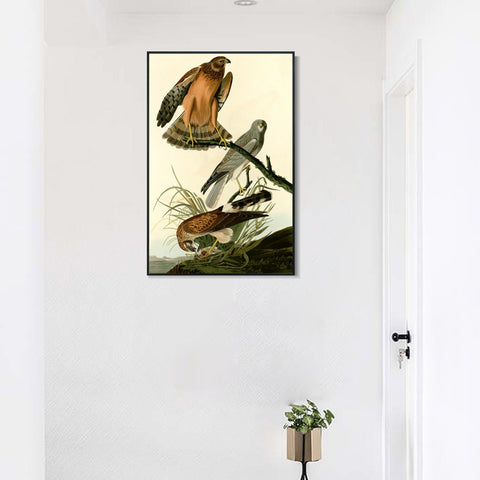 INVIN ART Framed Canvas Giclee Print Marsh Hawk by John James Audubon Wall Art Living Room Home Office Decorations