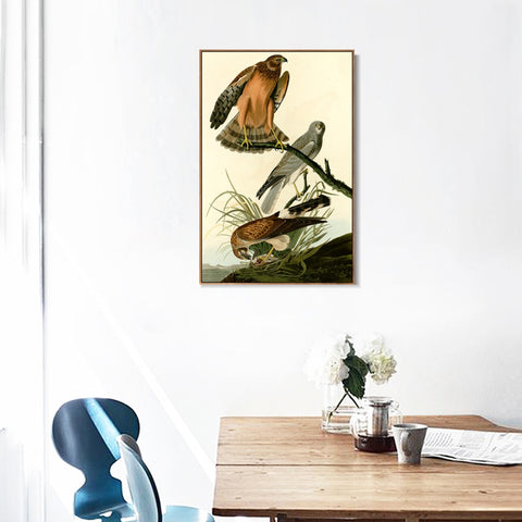 INVIN ART Framed Canvas Giclee Print Marsh Hawk by John James Audubon Wall Art Living Room Home Office Decorations