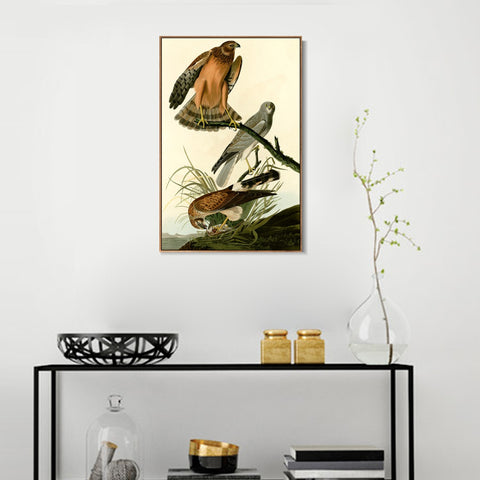 INVIN ART Framed Canvas Giclee Print Marsh Hawk by John James Audubon Wall Art Living Room Home Office Decorations
