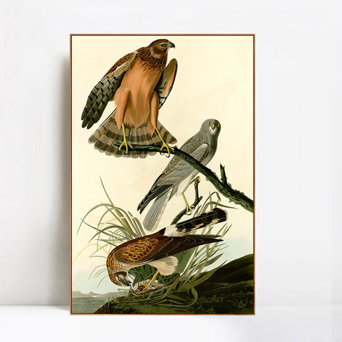 INVIN ART Framed Canvas Giclee Print Marsh Hawk by John James Audubon Wall Art Living Room Home Office Decorations