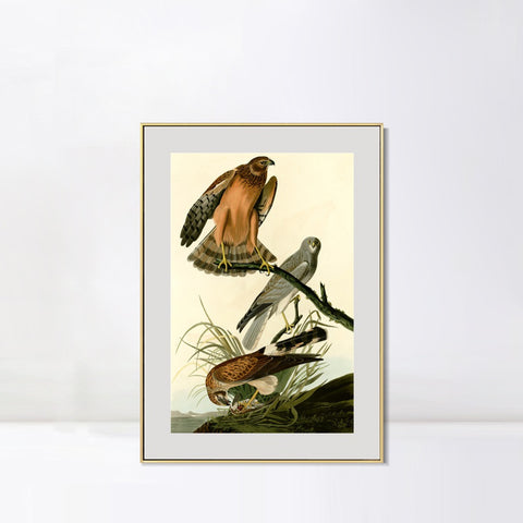 INVIN ART Metal Framed Canvas Giclee Print Marsh Hawk by John James Audubon Wall Art Living Room Home Office Decorations
