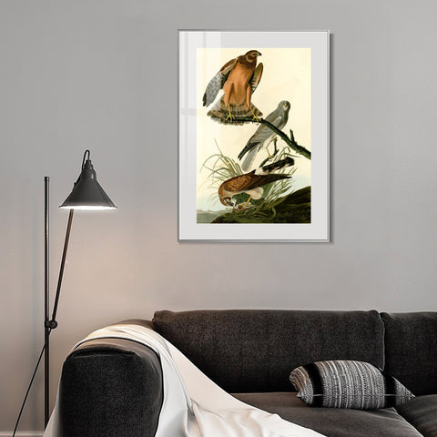 INVIN ART Metal Framed Canvas Giclee Print Marsh Hawk by John James Audubon Wall Art Living Room Home Office Decorations