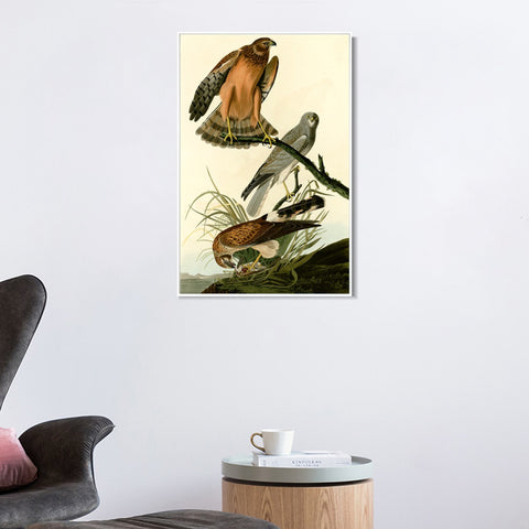 INVIN ART Framed Canvas Giclee Print Marsh Hawk by John James Audubon Wall Art Living Room Home Office Decorations