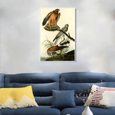 INVIN ART Framed Canvas Giclee Print Marsh Hawk by John James Audubon Wall Art Living Room Home Office Decorations