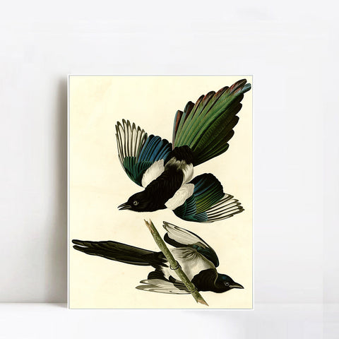 INVIN ART Framed Canvas Giclee Print Series#96 by John James Audubon Wall Art Living Room Home Office Decorations