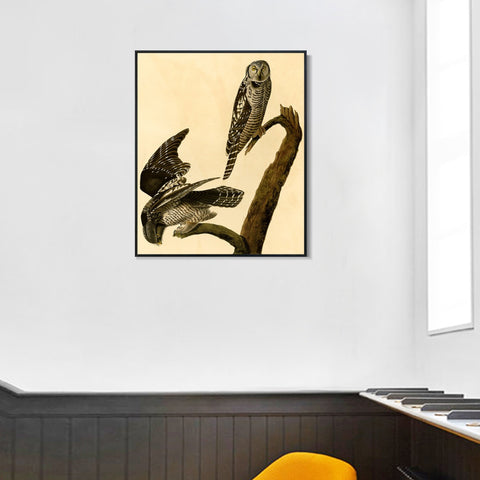 INVIN ART Framed Canvas Giclee Print Hawk Owl by John James Audubon Wall Art Living Room Home Office Decorations
