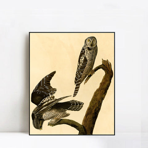 INVIN ART Framed Canvas Giclee Print Hawk Owl by John James Audubon Wall Art Living Room Home Office Decorations