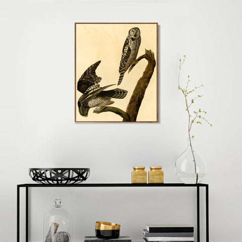 INVIN ART Framed Canvas Giclee Print Hawk Owl by John James Audubon Wall Art Living Room Home Office Decorations